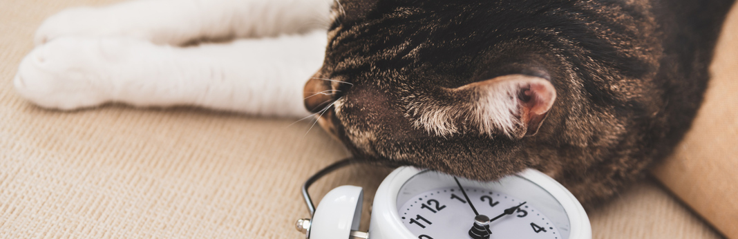 cat with a clock