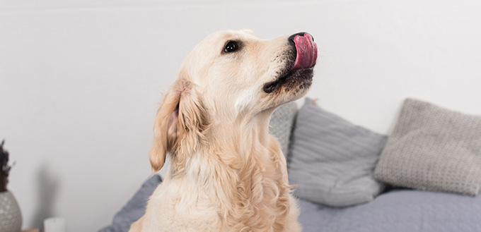 cute dog licking air