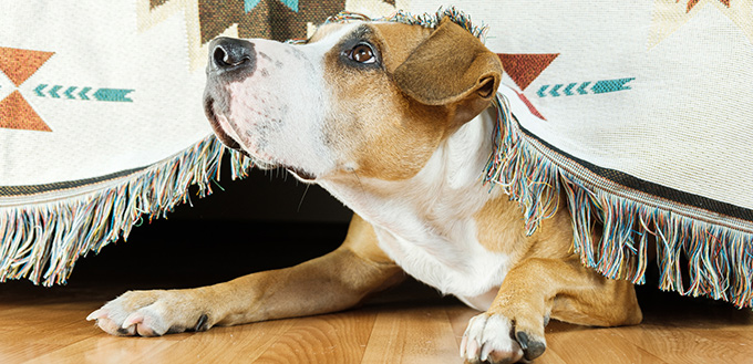 dog hides under the sofa and looks up frightened