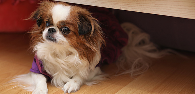 dog hiding under the bed