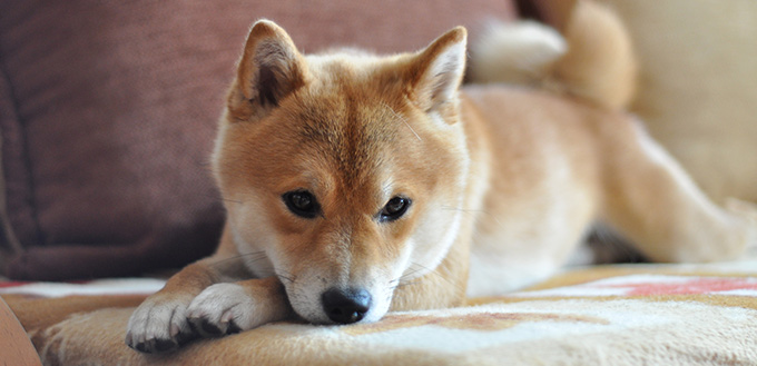 embarrassed dog lying on the sofa