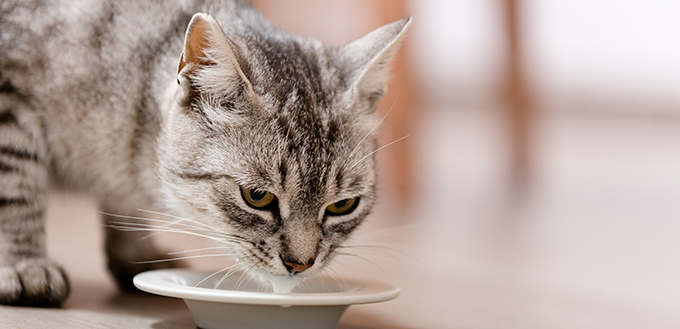 kitty drinking milk