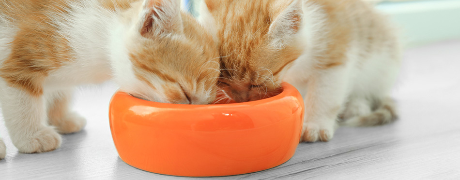 little red kittens eating from bowl on floor