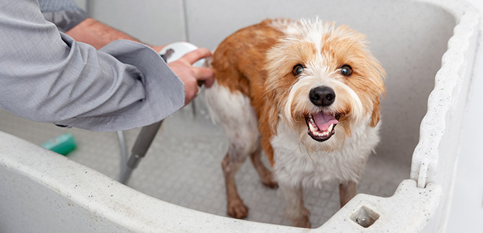 man bathing cute dog