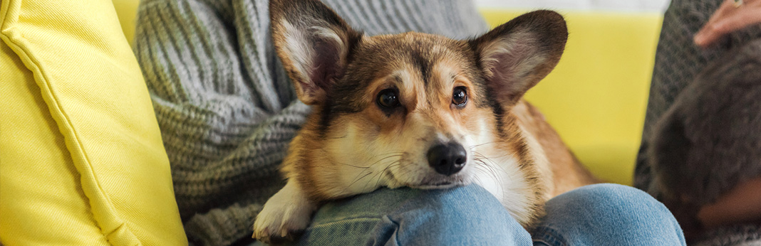 What Should I Do If My Dog Ate A Pencil My Pet Needs That