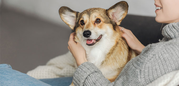 relaxing on couch with her corgi dog