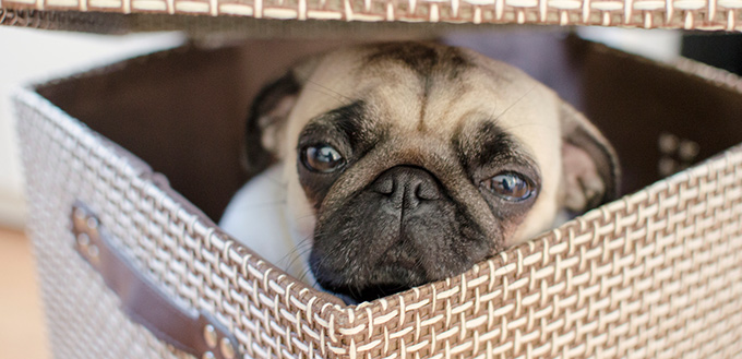 small puppy pug hiding in the box