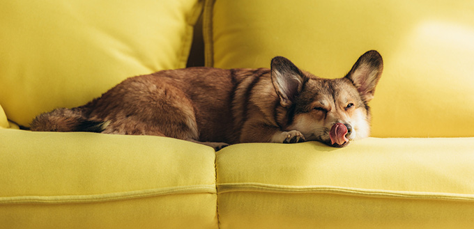 welsh corgi dog licking nose