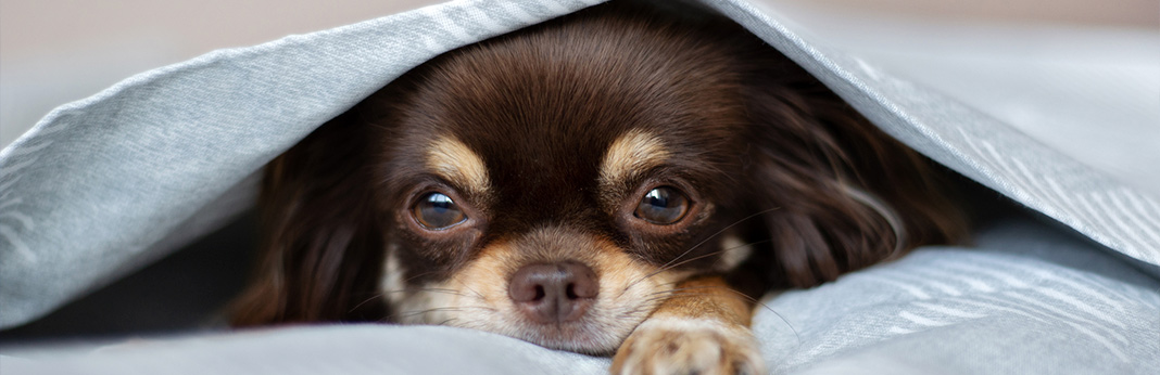 why are dogs scared of thunder