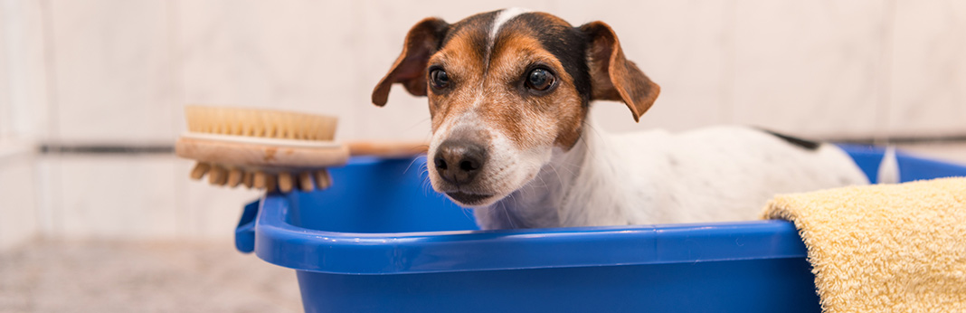 why-do-dogs-go-crazy-after-a-bath