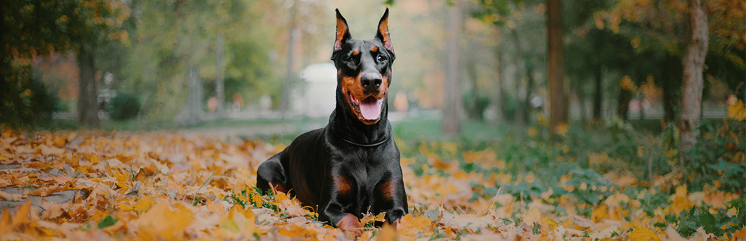Aggressive Dog Breeds: The Blacklist of 10 Most Dangerous Dogs