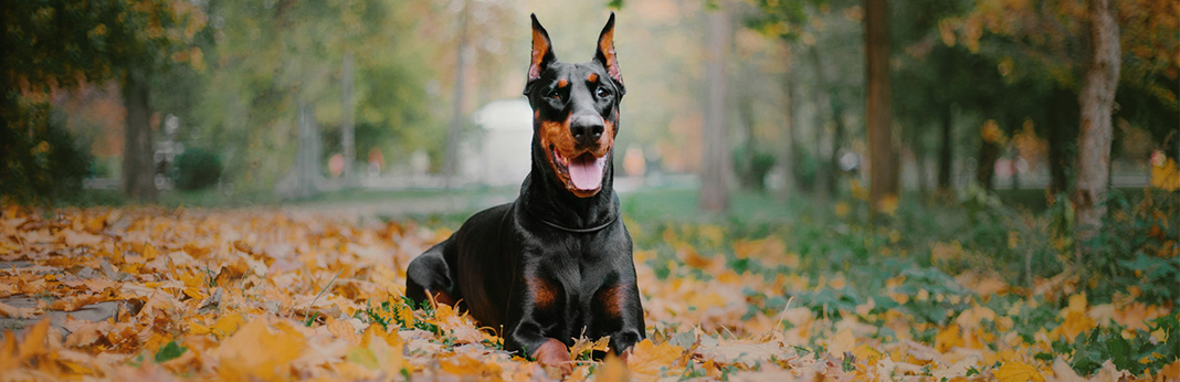 10 most dangerous dog breeds