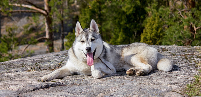 Alaskan Malamute