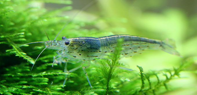 Amano Shrimp