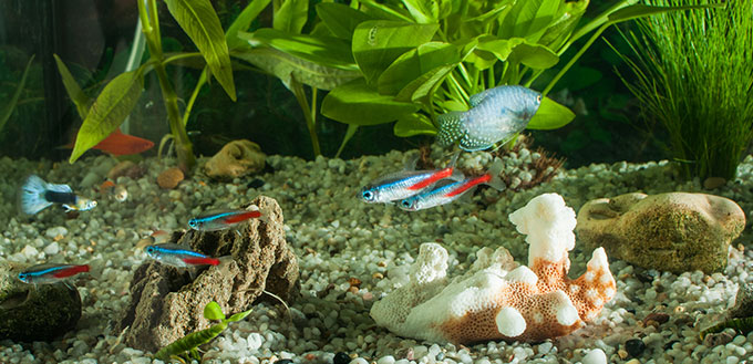 Aquarium with fishes, plants and rocks