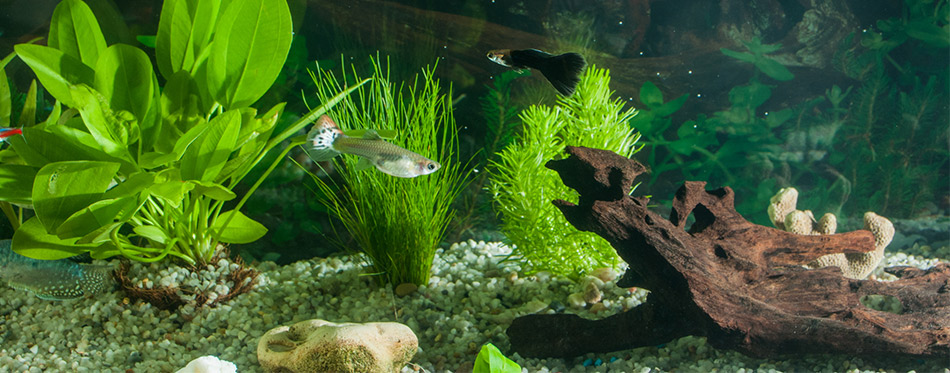 Aquarium with fishes, plants and rocks