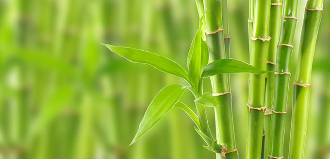 Is Bamboo Poisonous to Dogs? My Pet Needs That