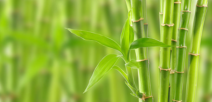 Bamboo