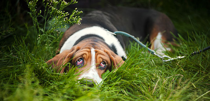 Basset hound lying in the grass