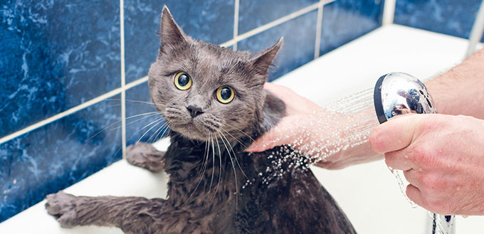 Bathing a gray cat in the bathroom.