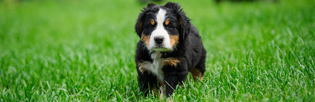 Bernese-Mountain-Dog-Puppies-for-Sale
