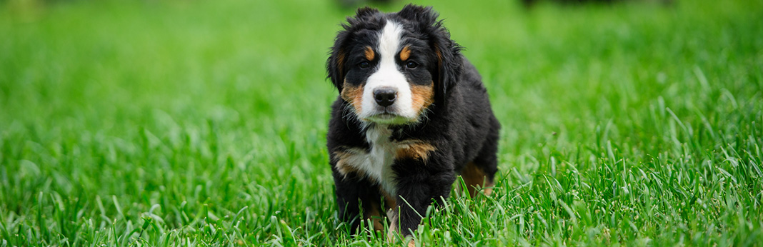 bernese mountain dog puppy biting