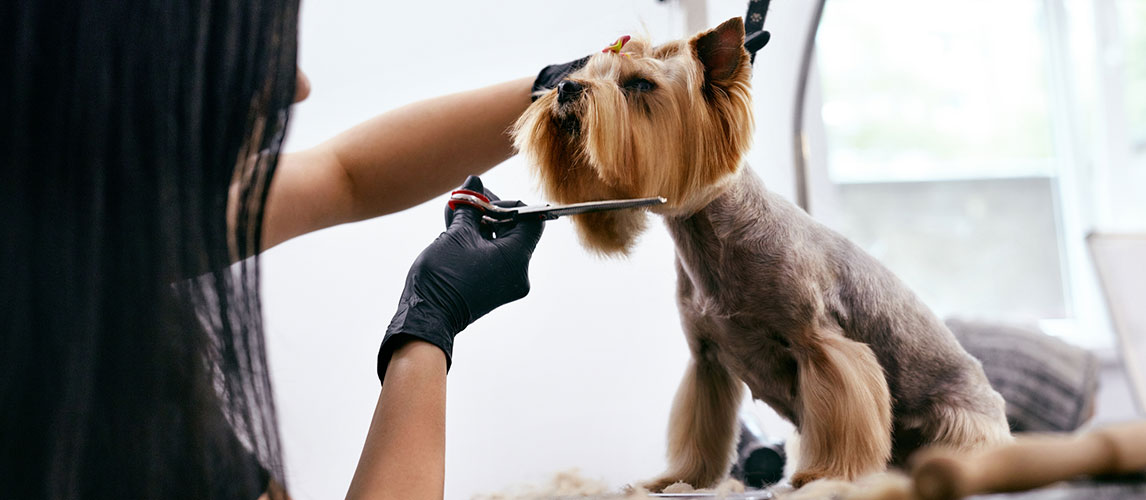 Best-Dog-Grooming-Scissors