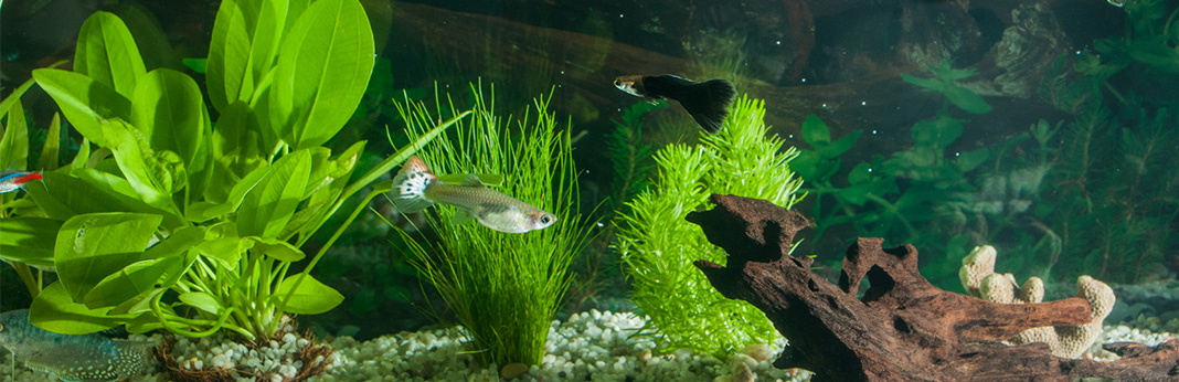 Best-Freshwater-Algae-Eaters-For-Your-Aquarium
