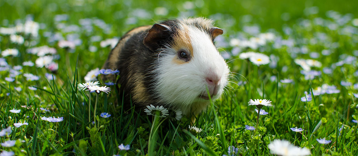 Best-Guinea-Pig-Food