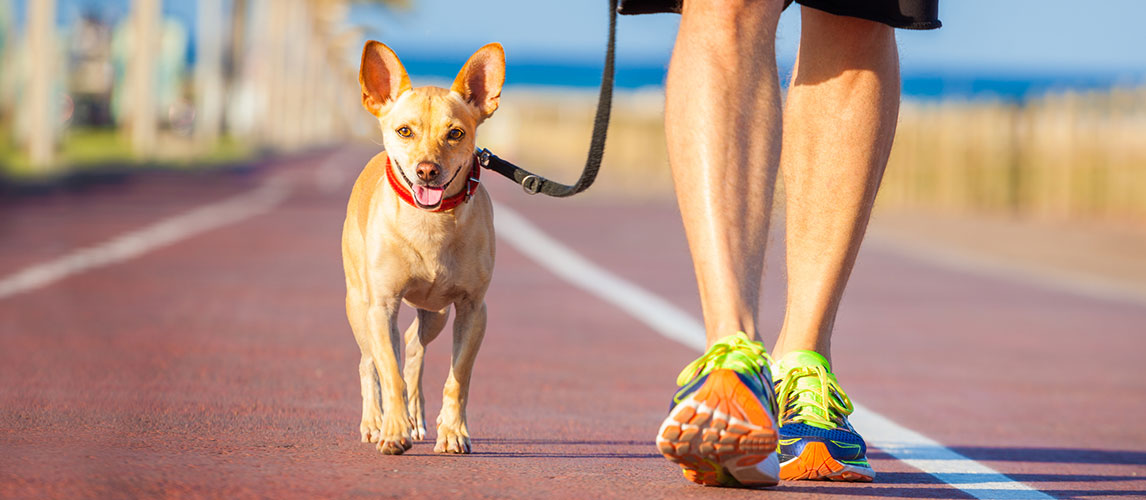 Best-Hands-Free-Dog-Leashes