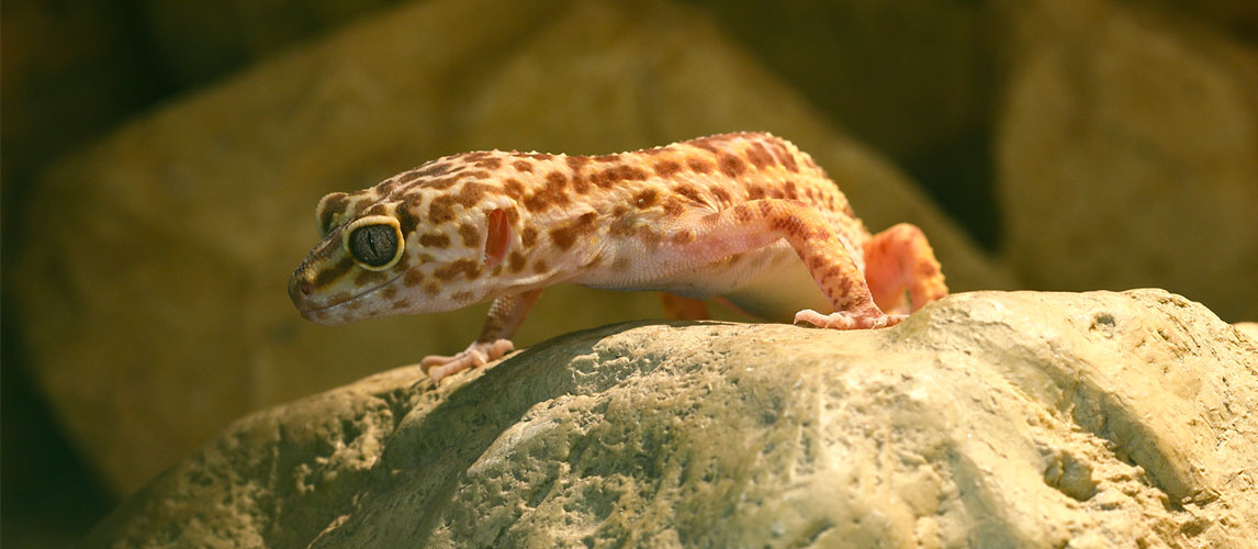 Best-Leopard-Gecko-Substrate-1