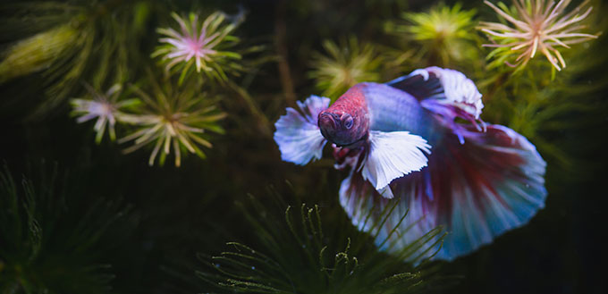 Betta fish