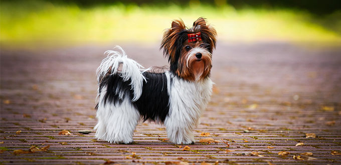 biewer yorkshire terriers