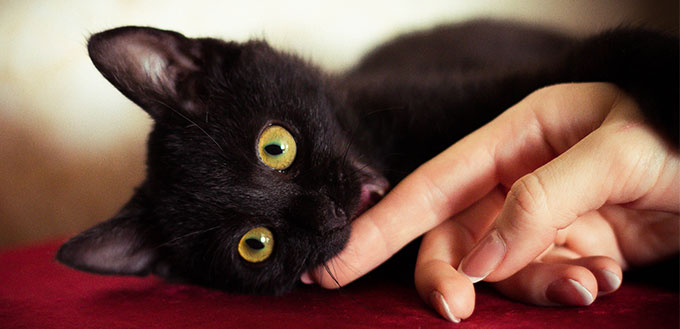 Black cat biting hand