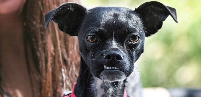 Black dog with an overbite