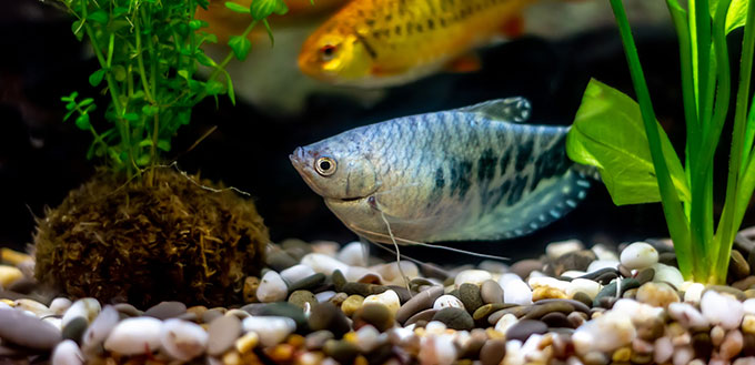 Blue gourami fish