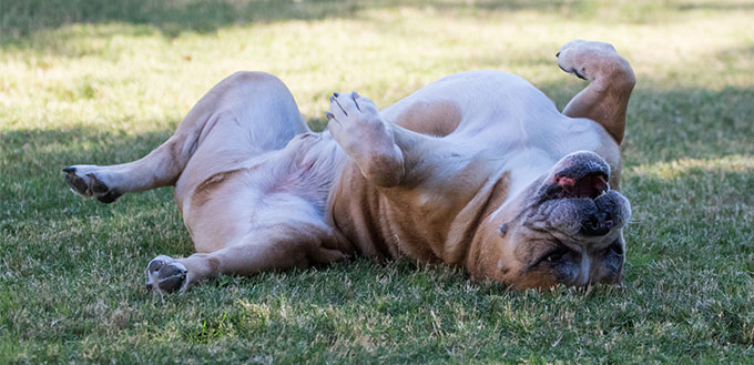 Bulldog rolling in the grass