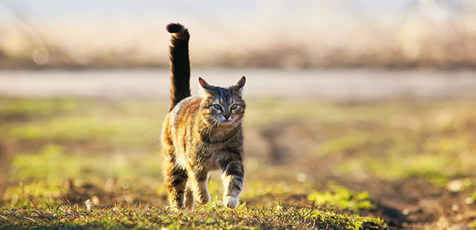 Cat running