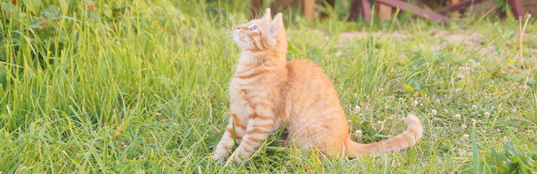 Cat Tail Language: What Your Cat’s Tail is Trying to Tell You