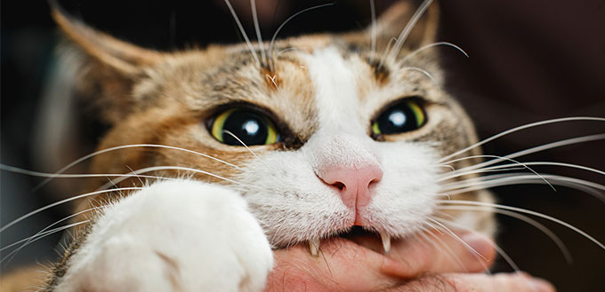 Cat biting its owner