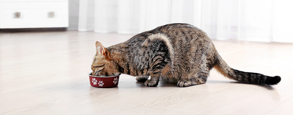 Cat eating food from the bowl