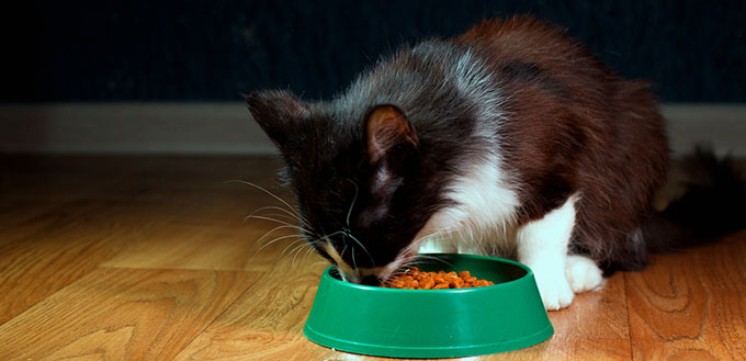 Cat eating food