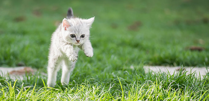 Cat jumping