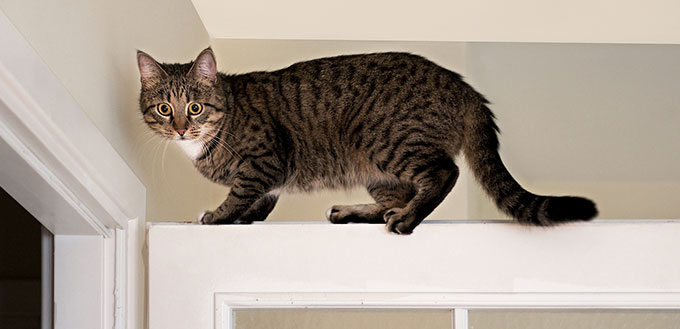 Cat on the top of the door