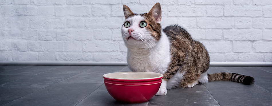 Cat sitting and waiting for food