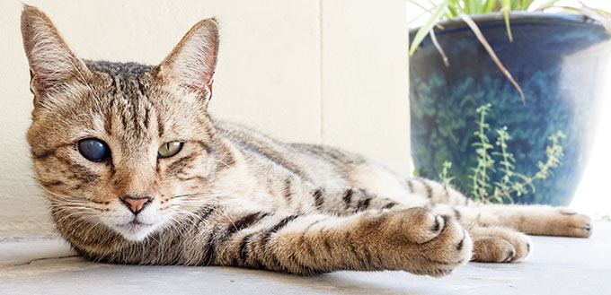 Cat with one cloudy eye lying