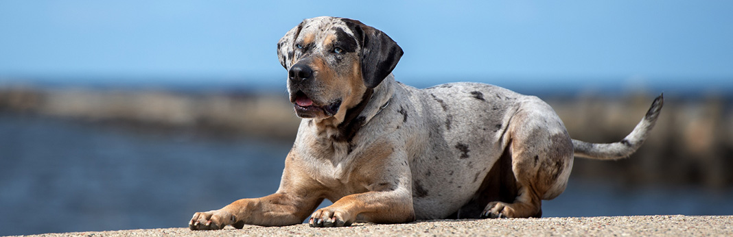 catahoula leopard dog with cats