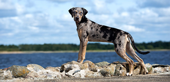 Catahoula Leopard dog on the beach