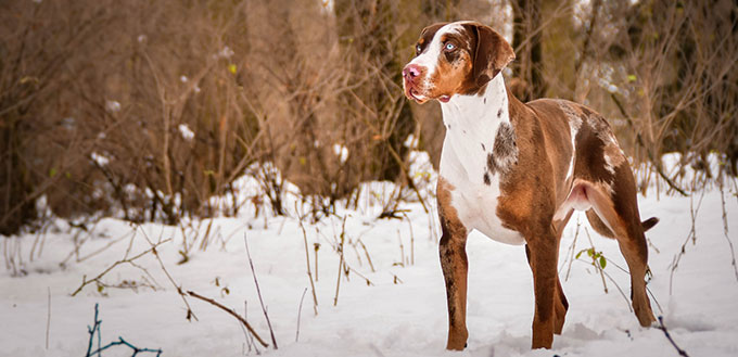 Catahoula Leopard dog on the snow