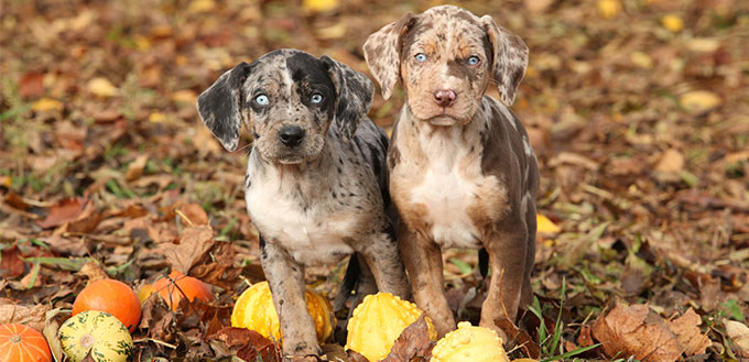 Catahoula Leopard puppies